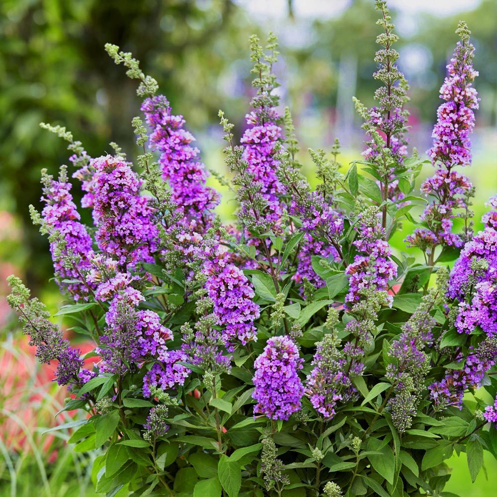 Menekşe kelebek çalısı buddleja davidii summer bird violet