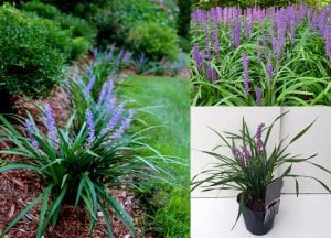 Liriope muscari fidesi çim zambağı