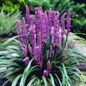 Liriope muscari fidesi çim zambağı