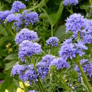 Mavi gilia leptantha tohumu kesme çiçeklik özel tür