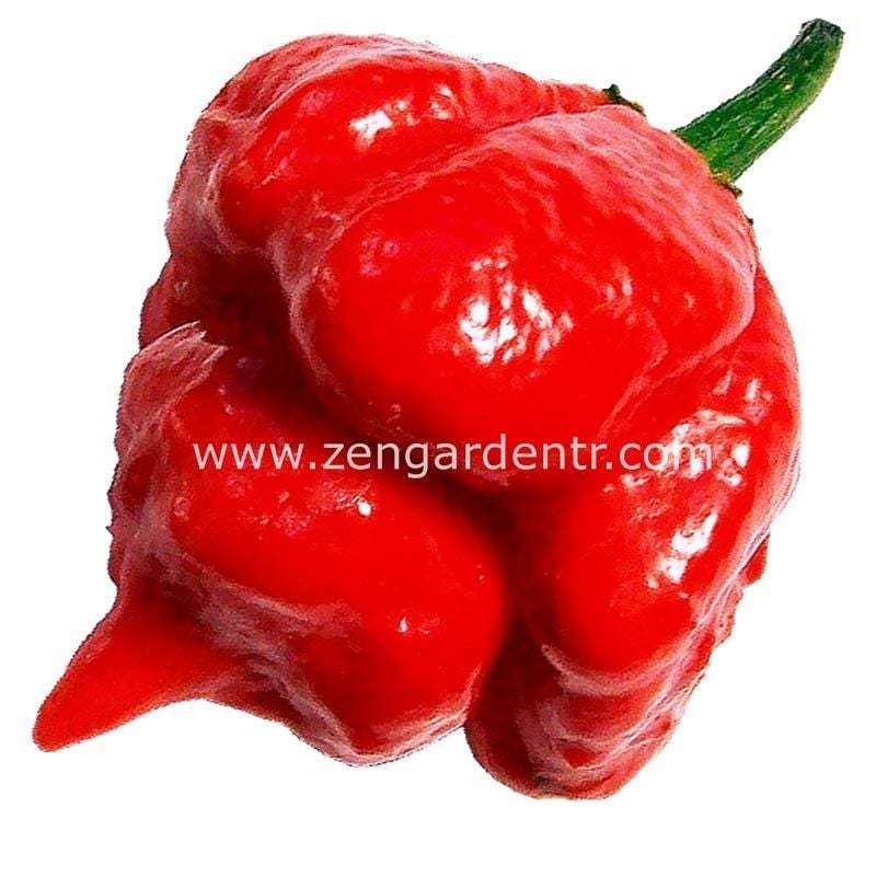 Trinidad scorpion çok acı biber tohumu akrep biberi