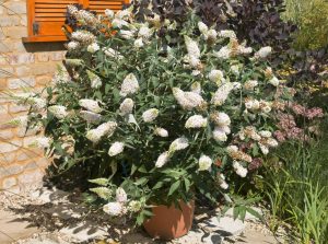 Beyaz kelebek çalısı buddleja davidii summer bird white