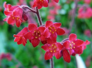 Sioux falls heuchera fidesi sanguinea