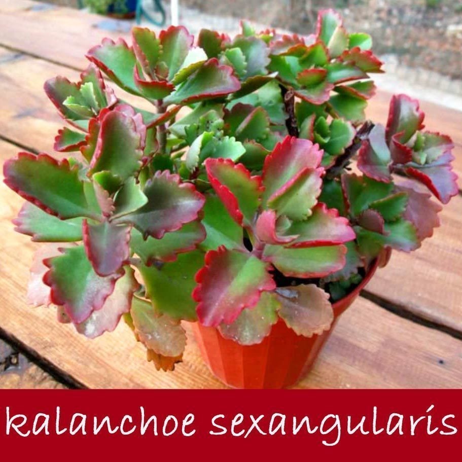 Kalanchoe sexangularis kızaran yapraklı sukulent