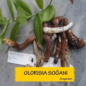 Gloriosa superba soğanı ateş lalesi soğanı rothschildiana