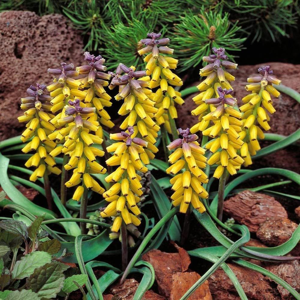 Golden fragrance muscari üzüm sümbülü soğanı