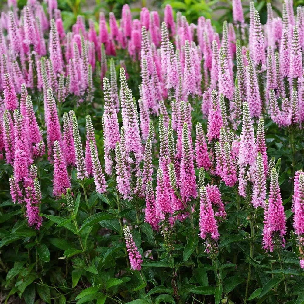 Pembe tonları veronica longifolia fidesi yavşan otu çiçeği