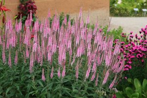 Pembe tonları veronica longifolia fidesi yavşan otu çiçeği