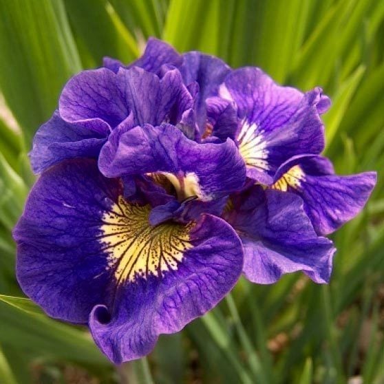 Double standard katlı süsen soğanı iris siberica