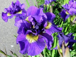 Double standard katlı süsen soğanı iris siberica