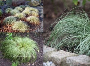 Carex albula tohumu çift renkli yapraklar