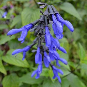 Carines Amazing Blue salvia guaranitica fidesi perenyal süs adaçayı