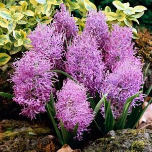 Muscari comosum plumosum üzüm sümbülü soğanı