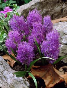 Muscari comosum plumosum üzüm sümbülü soğanı