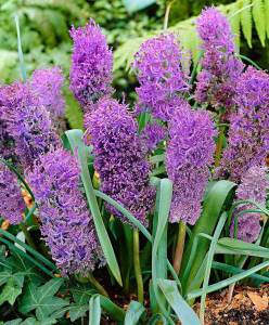 Muscari comosum plumosum üzüm sümbülü soğanı