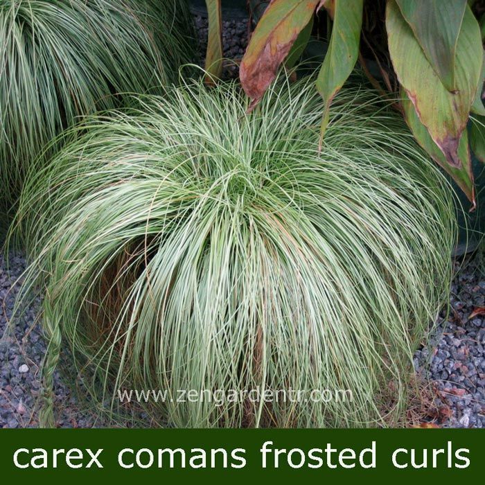 Carex comans tohumu çift renkli yapraklar