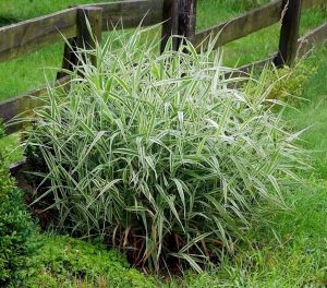 Kanarya kurdele çimi alacalı filaris phalaris arundinacea variegata