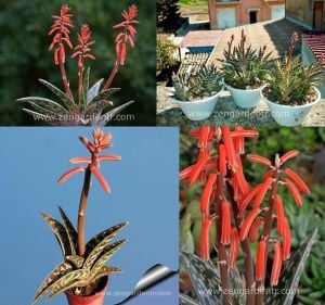 Aloe variegata tohumu sukkulent tohum karışımı