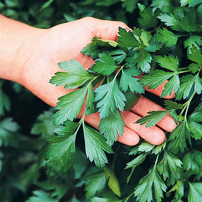 Geniş yapraklı italyan maydanoz tohumu atalık italian giant parsley