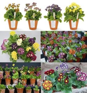 Kokulu primula auricula çiçeği saksıda