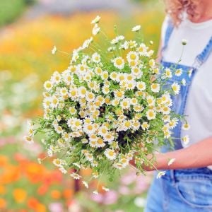 Yayılıcı papatya tohumu chrysanthemum northern lights