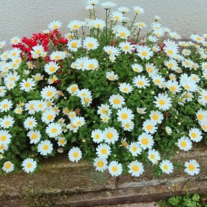 Yayılıcı papatya tohumu chrysanthemum northern lights