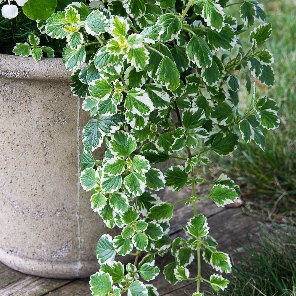 Plectranthus forsteri variegata fidesi sarkan