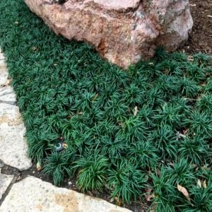 Koyu yeşil Osmanlı çimi ophiopogon japonicus nanus