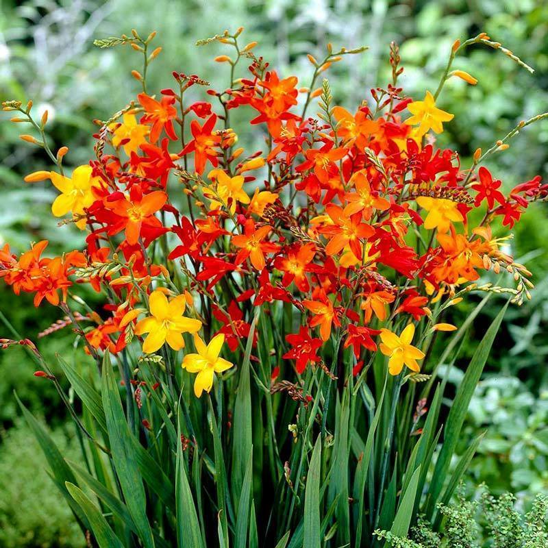 10 adet montbretia soğanı karışımı tüm renkler mix crocosmia