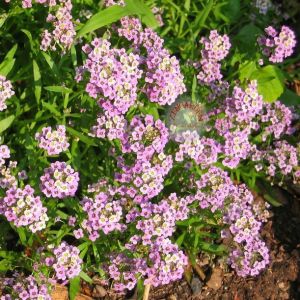 Pembe kokulu alyssum tohumu ballıca lobularia maritima