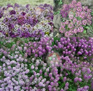 Pembe kokulu alyssum tohumu ballıca lobularia maritima