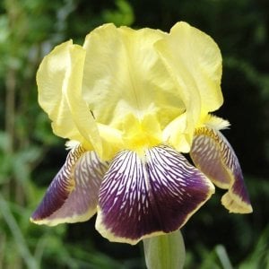 Nibelungen iris süsen çiçeği saksıda germanica