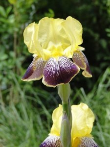 Nibelungen iris süsen çiçeği saksıda germanica