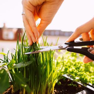 Frenk soğanı tohumu soğan otu onion chives