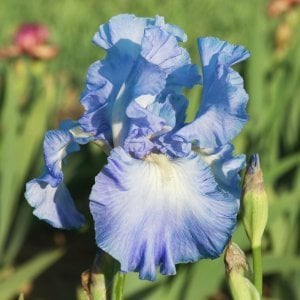 Victoria falls iris süsen çiçeği saksılı germanica