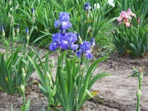 Victoria falls iris süsen çiçeği saksılı germanica