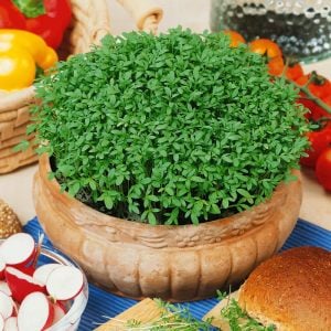 Şifalı baharlı bahçe teresi pepper cress tohumu