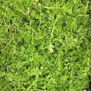 Şifalı baharlı bahçe teresi pepper cress tohumu