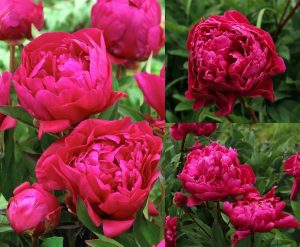 Karl rosenfeld şakayık soğanı ithal peony paeonia