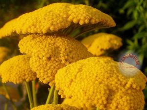 Sarı civanperçemi tohumu achillea filipendulina gold yarrow