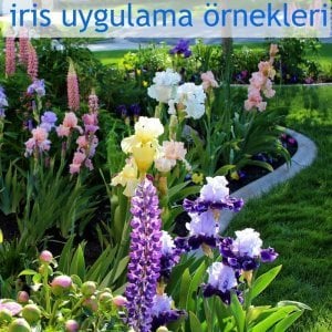 Wine and roses iris süsen çiçeği soğanı saksıda germanica