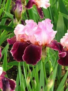 Wine and roses iris süsen çiçeği soğanı saksıda germanica