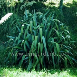 Phormium cookianum tohumu yeşil yapraklı peyzaj tip