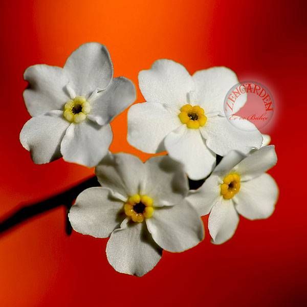 Beyaz unutma beni çiçeği myosotis alpestris bodur 30 cm