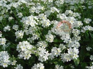 Beyaz unutma beni çiçeği myosotis alpestris bodur 30 cm