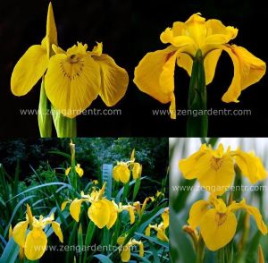 Sarı iris tohumu sucul bitki iris pseudacorus
