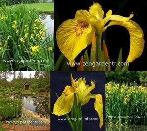 Sarı iris tohumu sucul bitki iris pseudacorus