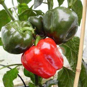 Kırmızı dolmalık biber tohumu big red sweet pepper