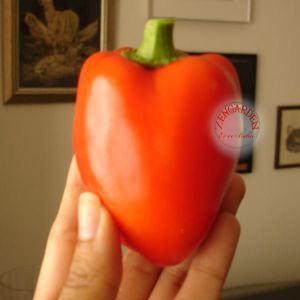 Tatlı pimento biber tohumu geleneksel pimento pepper