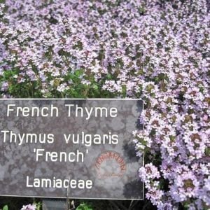 Fransız yaz kekiği tohumu aromatik kekik thymus vulgaris french summer thyme seeds